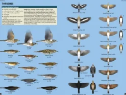 Flight Identification of European Passerines and Select Landbirds | Bog