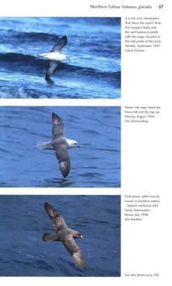 Flight Identification of European Seabirds | Bog
