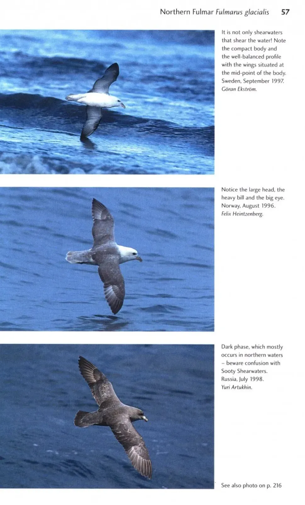 Flight Identification of European Seabirds | Bog