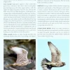 Flight Identification of Raptors of Europe, North Africa and the Middle East | Bog