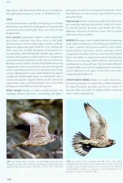 Flight Identification of Raptors of Europe, North Africa and the Middle East | Bog