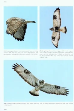 Flight Identification of Raptors of Europe, North Africa and the Middle East | Bog