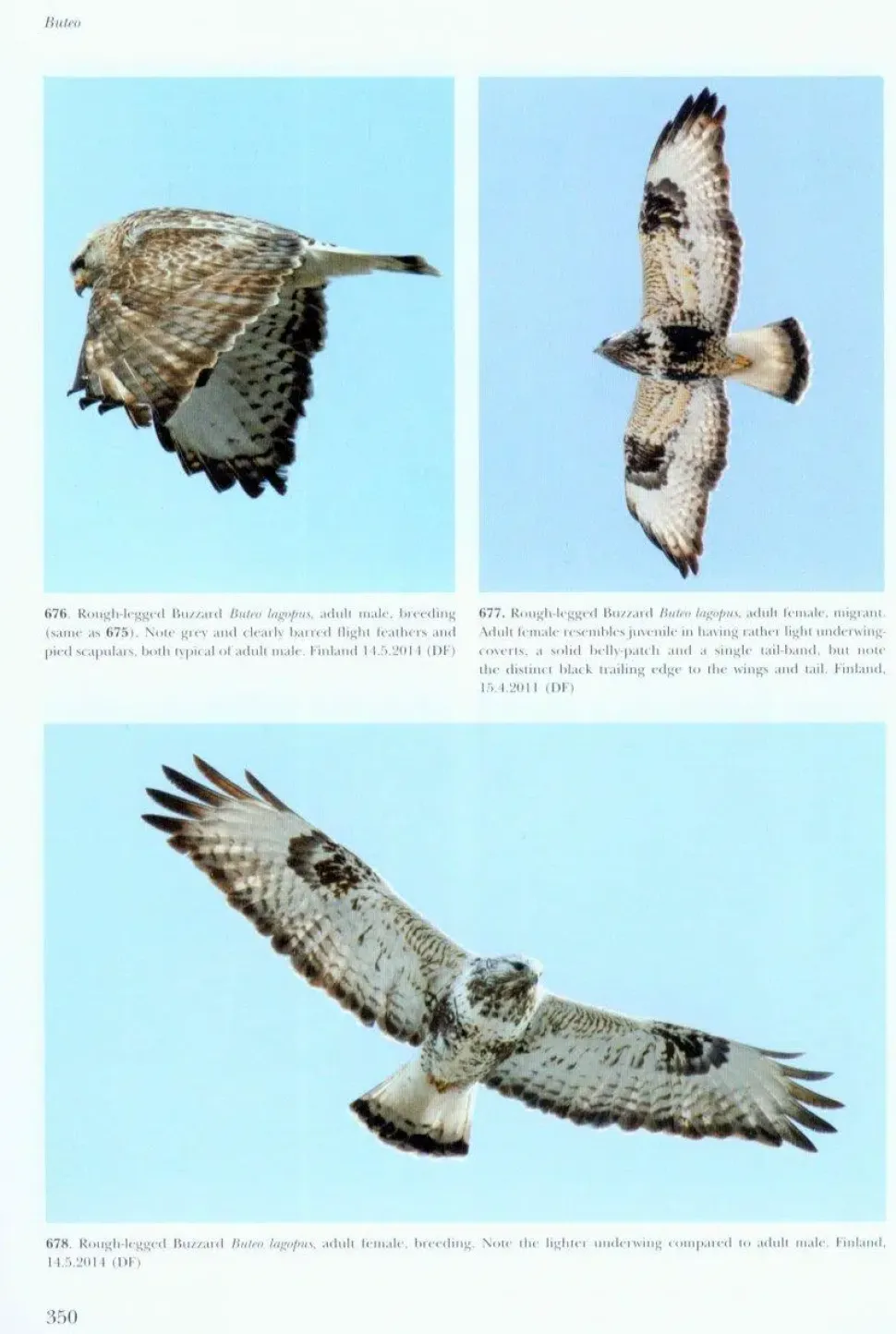 Flight Identification of Raptors of Europe, North Africa and the Middle East | Bog