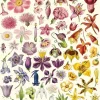 Flora Specimens plakat