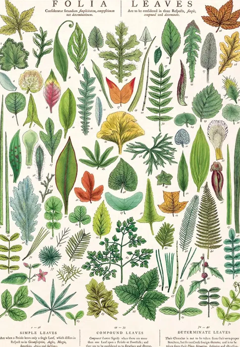 Folia Leaves plakat