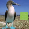 Galápagos Wildlife | Bog
