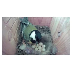 Green Feathers Langdistance HD kamera til redekasser