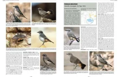Handbook of Western Palearctic Birds: Passerines – 2 bindsværk af Hadoram Shirihai & Lars Svensson | Bog