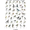 Havens Fugle lille 40×60 lamineret plakat