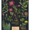 Herbarium stor plakat