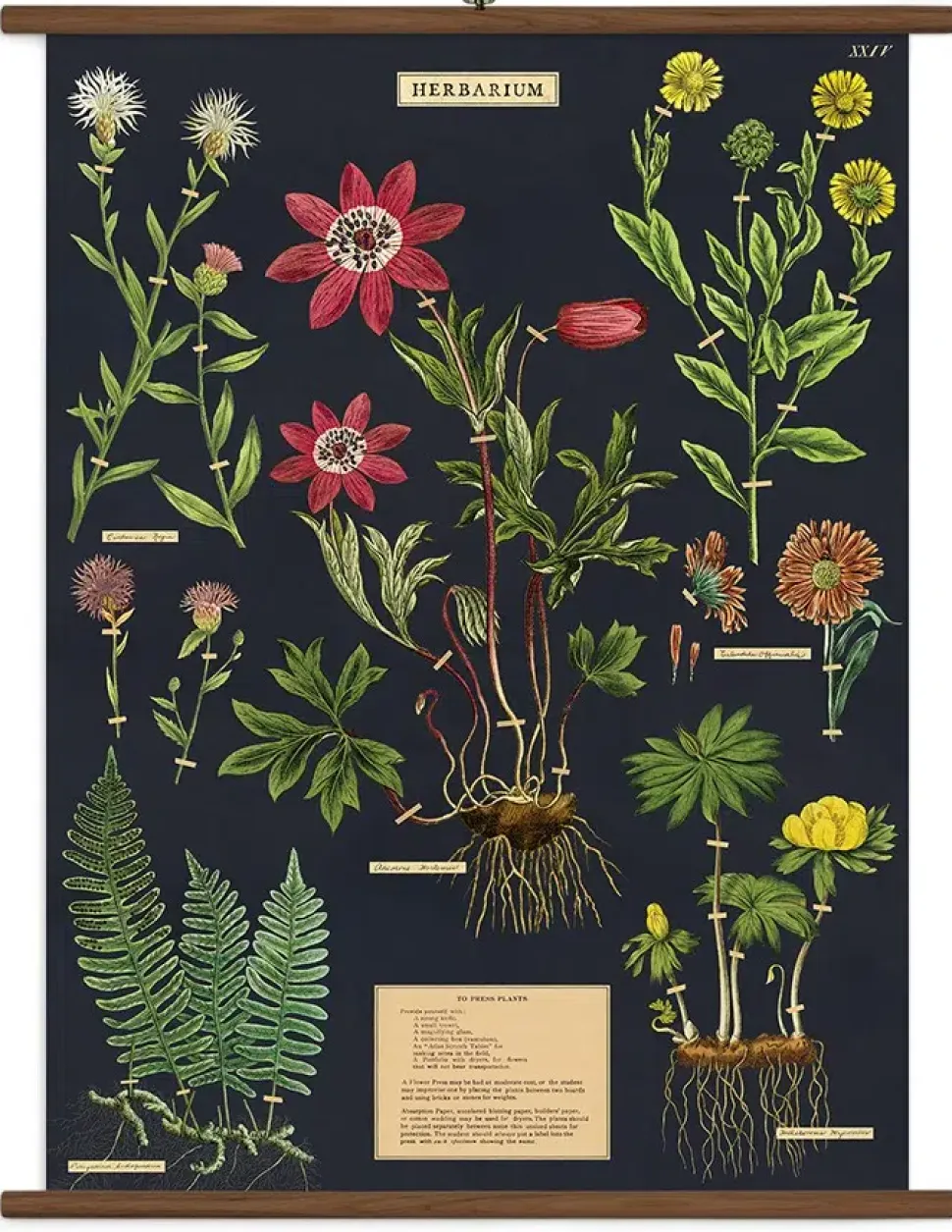Herbarium stor plakat
