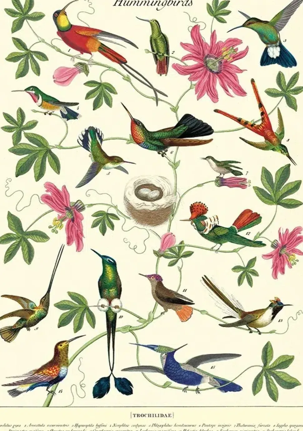Hummingbirds plakat