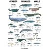 Hvalplakat