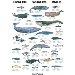 Hvalplakat