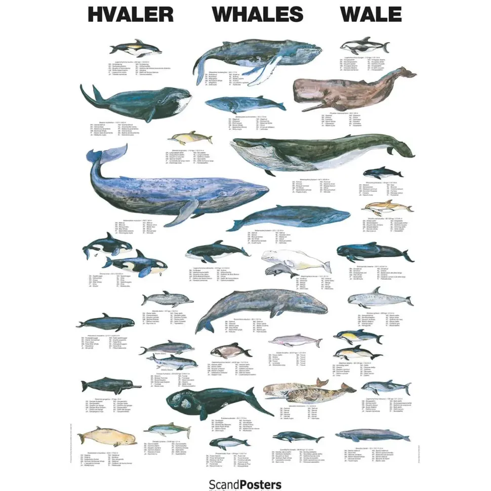 Hvalplakat