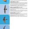 Identifying Migratory Birds by Sound in Britain and Europe | Bog