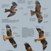 ID Handbook of European Birds | Bog i to bind
