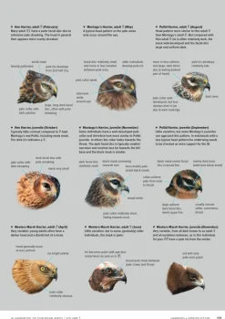 ID Handbook of European Birds | Bog i to bind