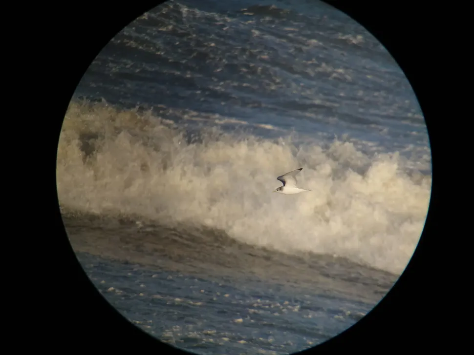 iPhone digiscoping adapter – Kowa TSN – Otterbox