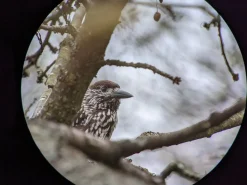 iPhone digiscoping adapter – Kowa TSN – Otterbox