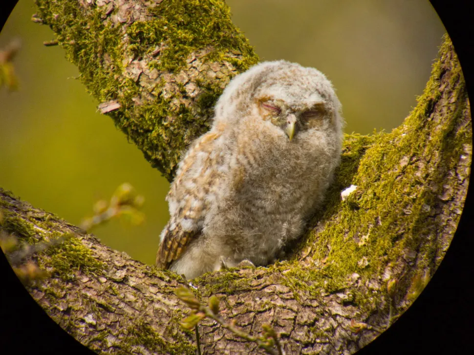 iPhone digiscoping adapter – Kowa TSN – Otterbox