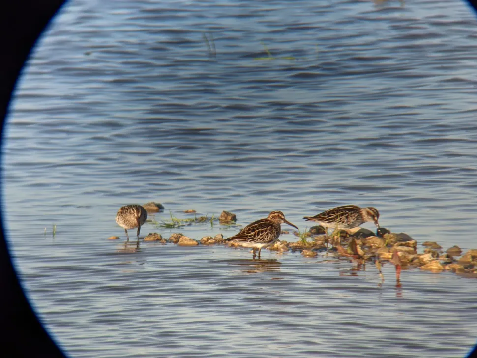 iPhone digiscoping adapter – Kowa TSN – Otterbox