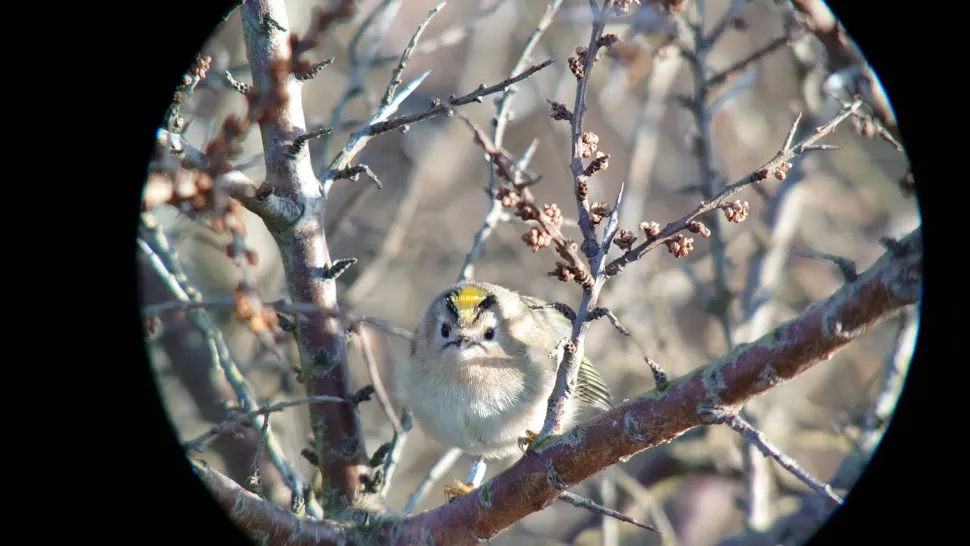 iPhone digiscoping adapter – Kowa TSN – Otterbox