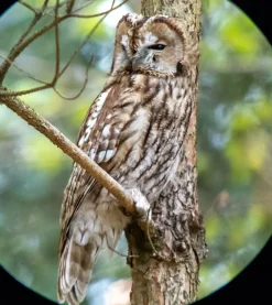 iPhone digiscoping adapter – Kowa TSN – Otterbox