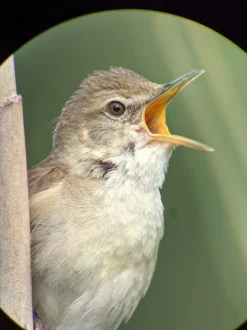 iPhone digiscoping adapter – Kowa TSN – Otterbox