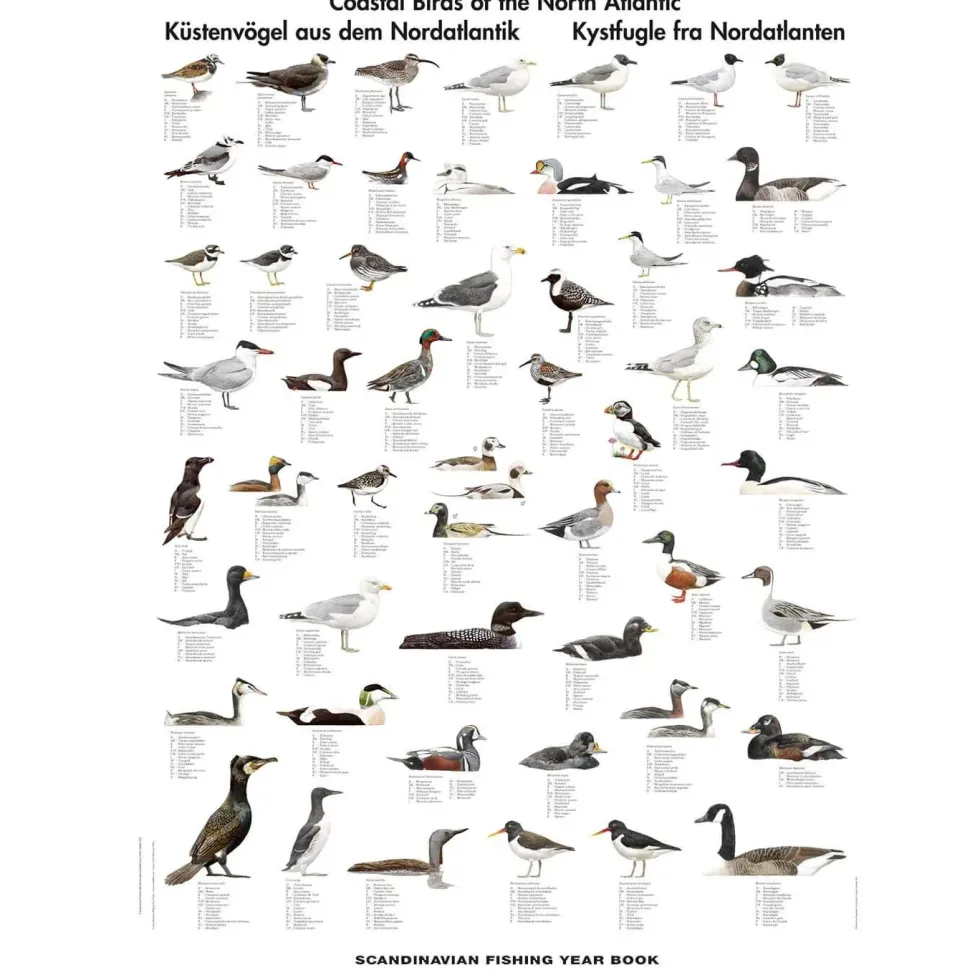 Kystfugle i Nordatlanten – plakat