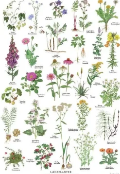 Lægeplanter – A2 Plakat malet af Kirsten Tind
