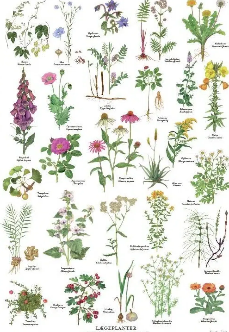 Lægeplanter – A2 Plakat malet af Kirsten Tind