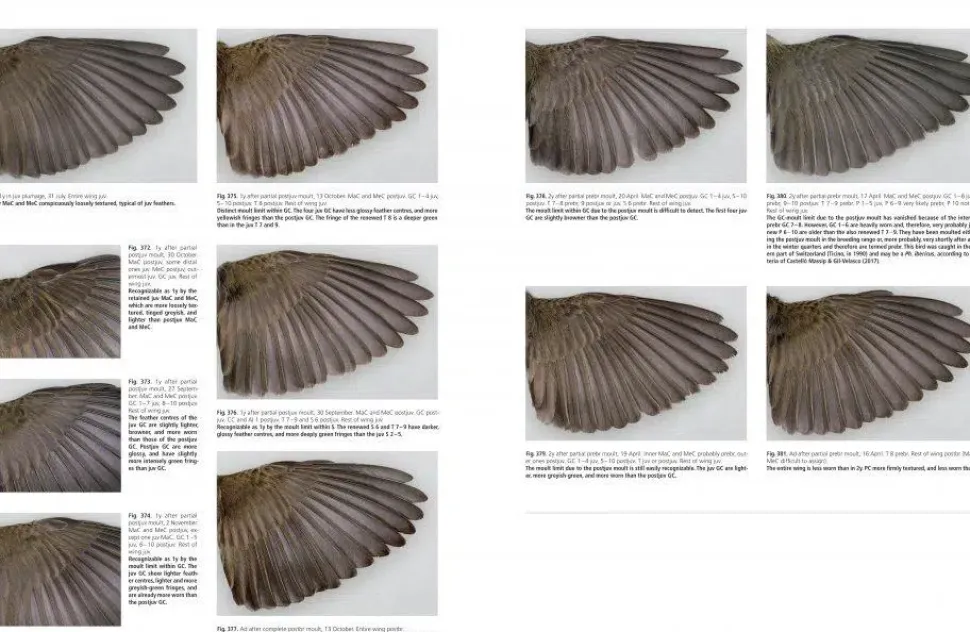 Moult and Ageing of European Passerines 2. udgave | Bog