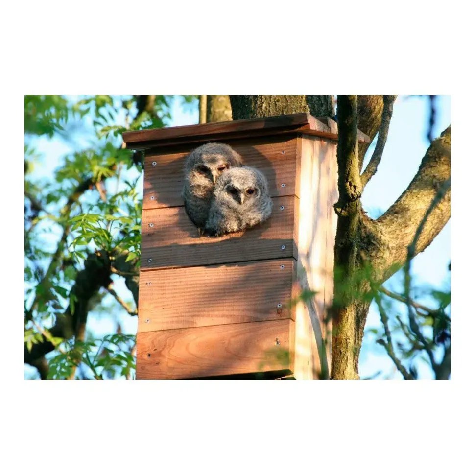 Natugle redekasse i FSC-certificeret douglasgran
