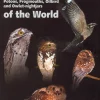 Nightjars of the World – Potoos, Frogmouths, Oilbird and Owlet-nightjars | Bog