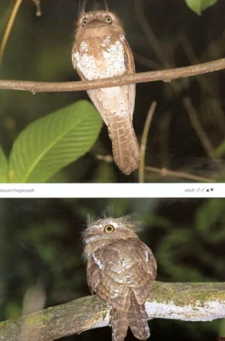 Nightjars of the World – Potoos, Frogmouths, Oilbird and Owlet-nightjars | Bog