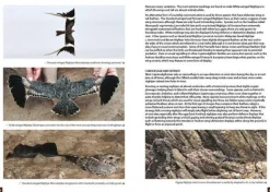 Nightjars of the World – Potoos, Frogmouths, Oilbird and Owlet-nightjars | Bog