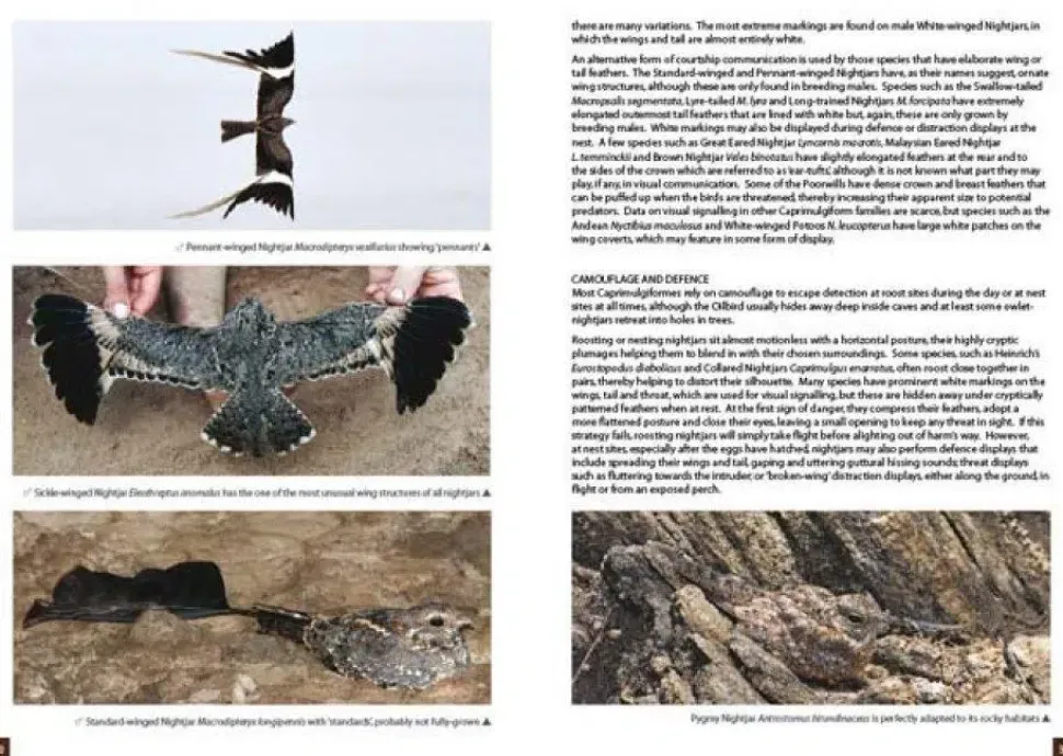 Nightjars of the World – Potoos, Frogmouths, Oilbird and Owlet-nightjars | Bog