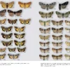 Noctuidae Europaeae – Europas natsommerfugle | Bog