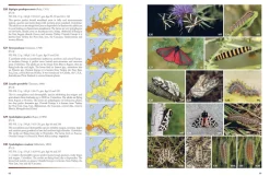 Noctuidae Europaeae – Europas natsommerfugle | Bog