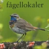 Norrlands bästa Fågellokaler | Rejseguide