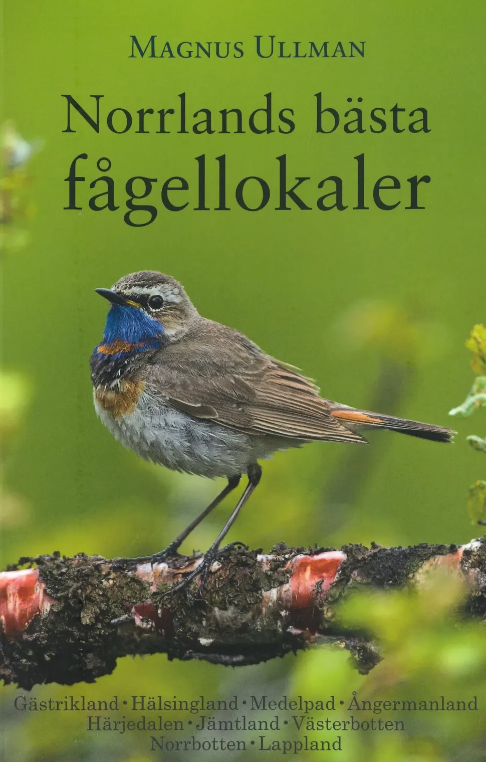 Norrlands bästa Fågellokaler | Rejseguide
