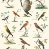 Ornithologie – The Study of Birds plakat