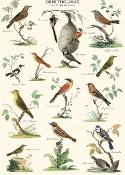 Ornithologie – The Study of Birds plakat