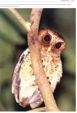 Owls of the World | Bog