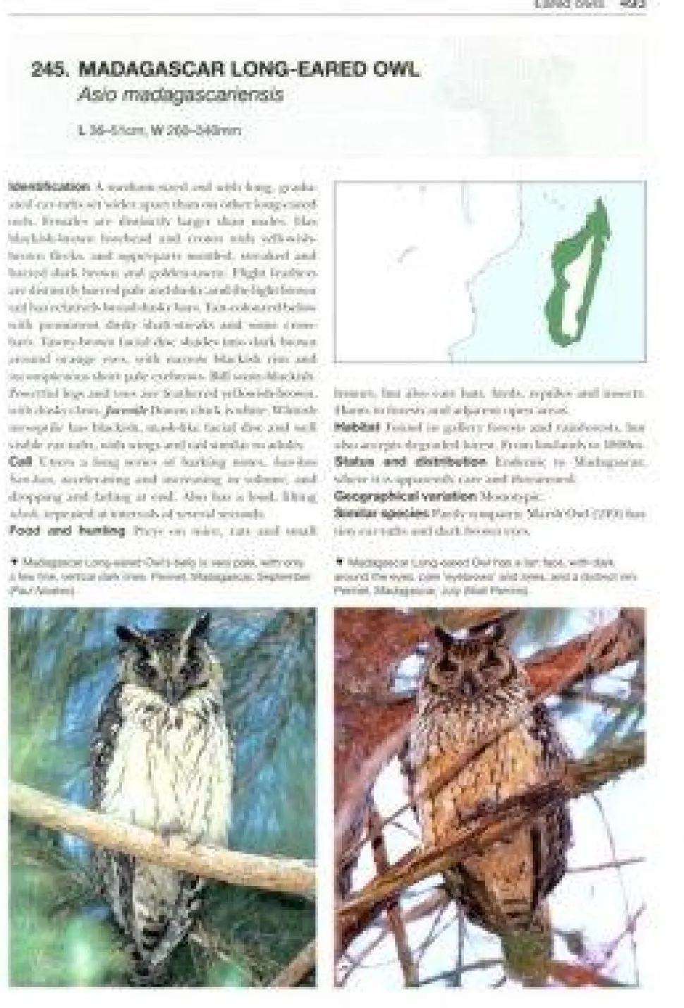 Owls of the World | Bog
