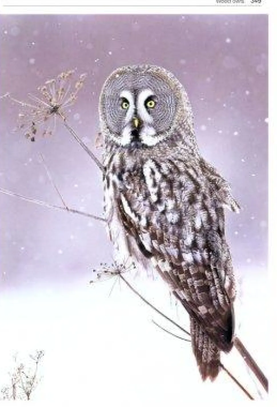 Owls of the World | Bog