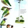 Phillipps’ Field Guide to the Birds of Borneo | Bog