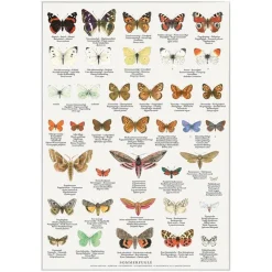 Plakat Sommerfugle A4