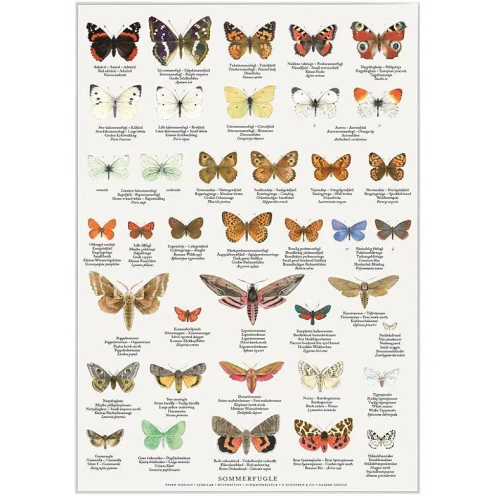 Plakat Sommerfugle A4
